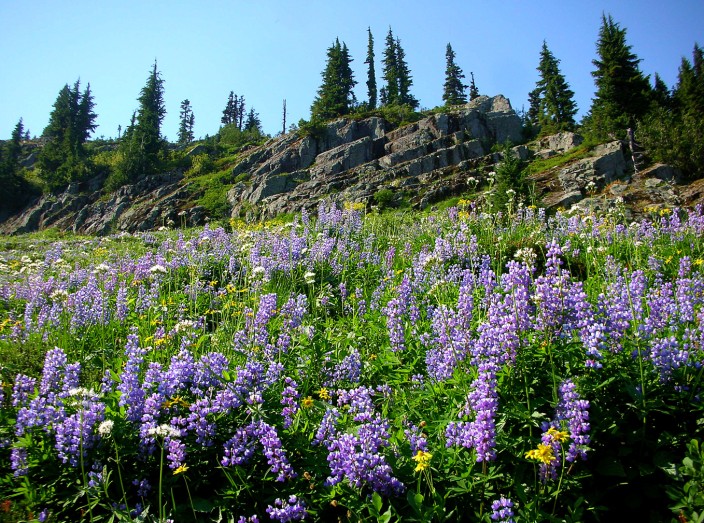 Wildflowers, Naches Peak trail near Mt. Rainier